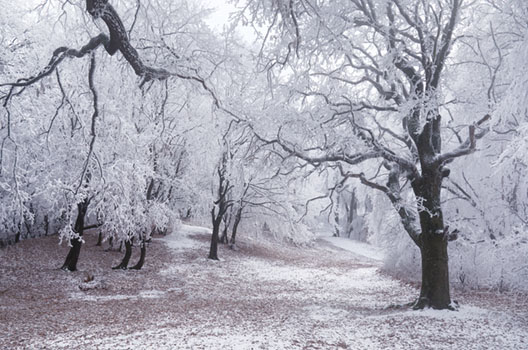 Winter Wonderland IV.